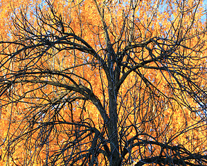 Image showing Tree on a background of yellow foliage