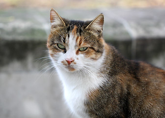 Image showing Portrait of a cat