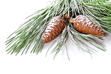 Image showing fir tree branch with pinecones 