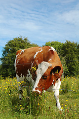 Image showing Cow