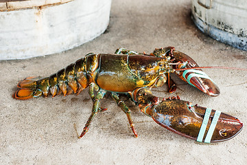 Image showing Live lobster