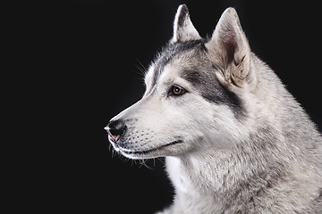 Image showing siberian husky