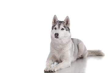 Image showing siberian husky