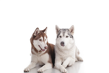 Image showing siberian husky