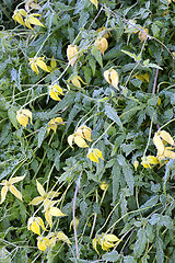 Image showing Yellow Clematis, covered with hoarfrost in the autumn morning.