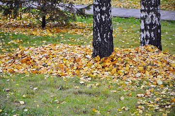 Image showing Lots of yellow leaves under a birch in the fall.