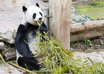 Image showing young panda in zoo