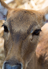 Image showing reindeer