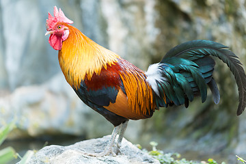 Image showing adult cock