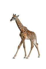 Image showing baby giraffe