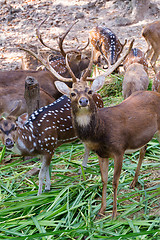 Image showing deer in zoo