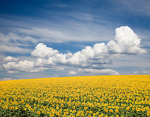 Image showing Sunflower Field