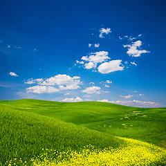 Image showing Green Field with Yellow Flowers