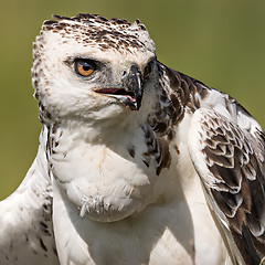 Image showing Martial eagle (Polemaetus bellicosus)