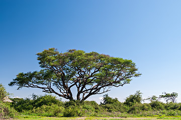Image showing Acacia Tree