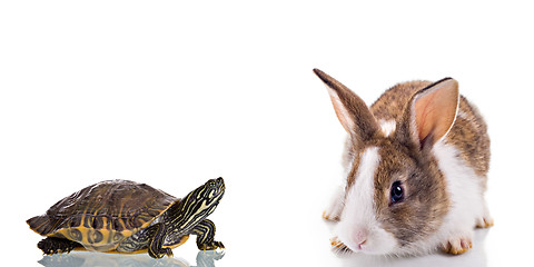 Image showing Bunny and Turtle