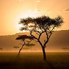 Image showing Beautiful Sunset in Massai Mara