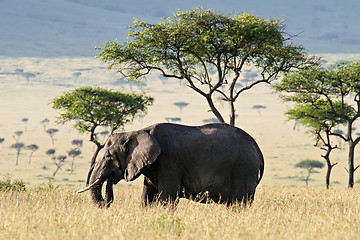 Image showing Elephant in the Savannah