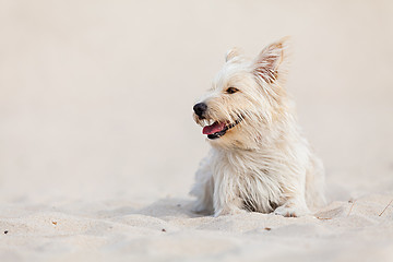 Image showing Golden dog at the beach