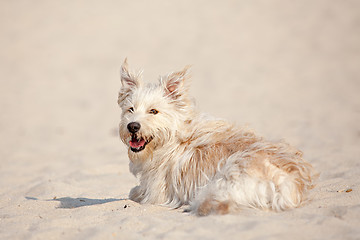 Image showing Golden dog at the beach