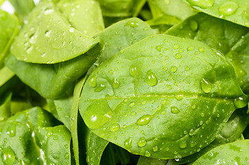 Image showing Spinach leaves