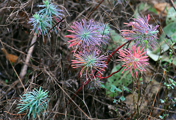 Image showing Dewdrops on Wild Flowers in the Fall