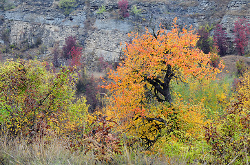 Image showing Trees and Plants in the Fall