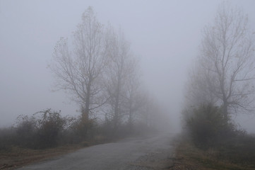 Image showing Silhouettes of Bare Trees in the Fall