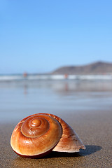 Image showing Seasnail