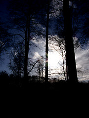 Image showing Forest Sunset