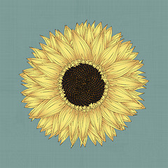 Image showing Sunflower drawing