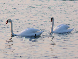 Image showing Swans Together