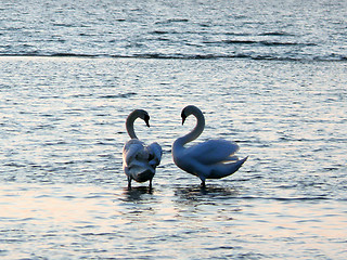 Image showing Swans Together