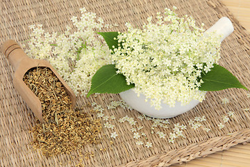 Image showing Meadowsweet Herb