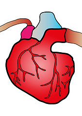 Image showing cardiac system