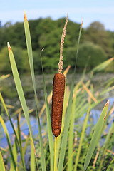 Image showing flower reed