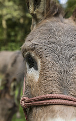 Image showing detail of donkey outdoors