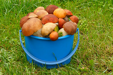 Image showing Mushrooms, aspen mushrooms, white, boletus in the bucket on the 