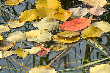 Image showing Fallen from the trees, the leaves on the surface of the water in