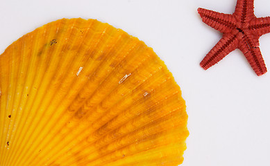 Image showing Clam and brittlestar