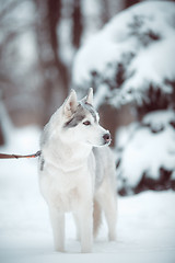 Image showing siberian husky