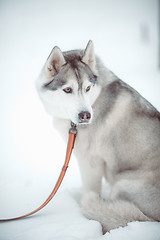 Image showing siberian husky