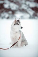 Image showing siberian husky