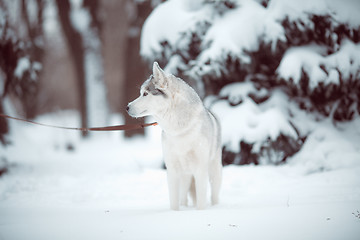 Image showing siberian husky