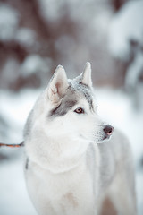 Image showing siberian husky