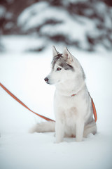 Image showing siberian husky