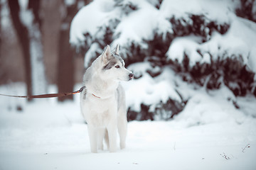 Image showing siberian husky