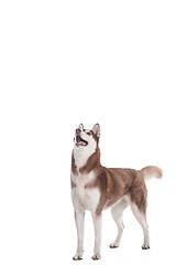 Image showing siberian husky