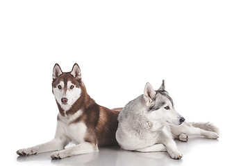 Image showing siberian husky