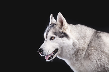 Image showing siberian husky